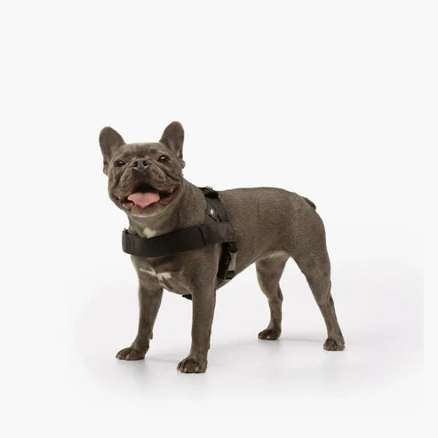 Dog Harness