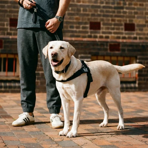 Dog Harness